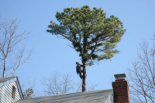  , SC Tree Services Pros